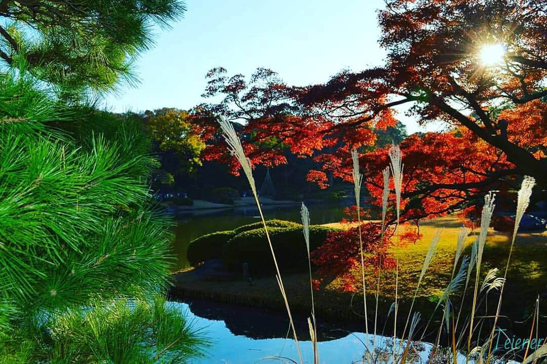 Teiener Japanのインスタグラム：「#teiener #japanesegarden #japan #rikugien #photo #like4me #japantrip #庭園 #六義園 #紅葉 #autumnleaves」