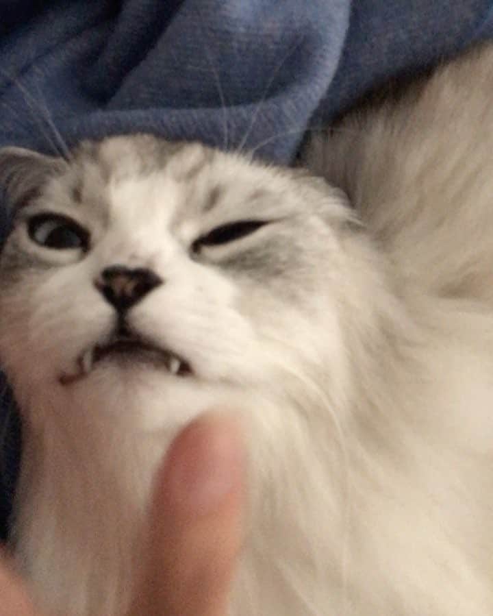 のインスタグラム：「Fangs and forced petting lol!」