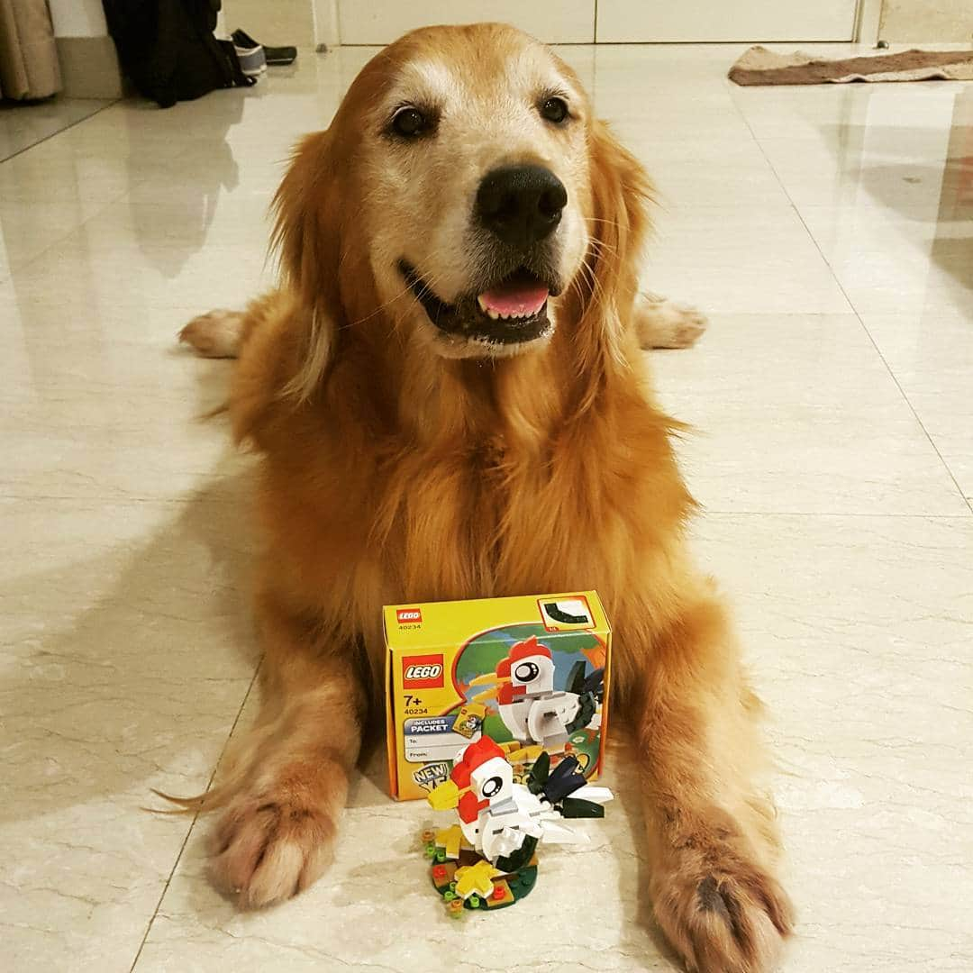 cosmothedogのインスタグラム：「Cosmo wishing you a happy and prosperous Rooster year! 🐓🐔🐣」