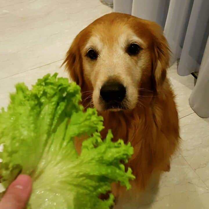 cosmothedogのインスタグラム：「Cosmo loves his greens」