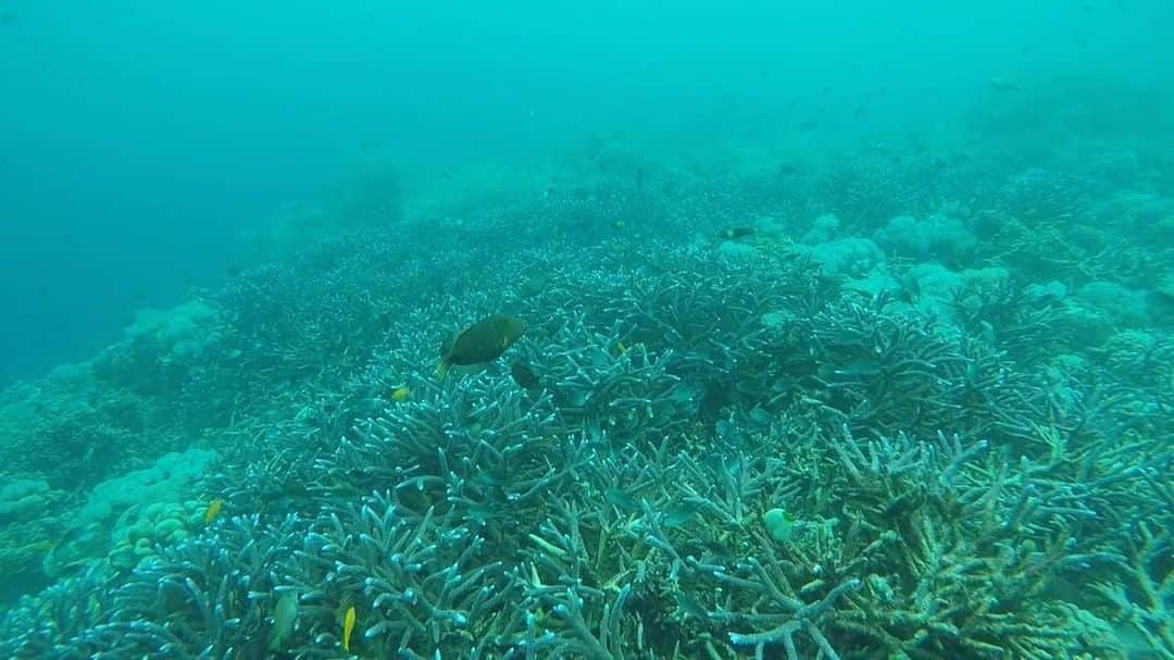 コ・ボギョルのインスタグラム：「10년..30년이 지나 다시 찾아올때도 이 모습 그대로 볼 수 있기를 ☺️ #scubadiving #30m #aow」