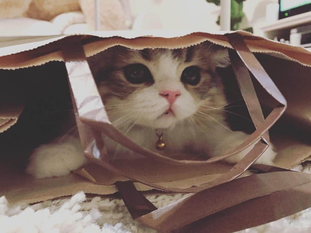 ぽんずのインスタグラム：「最近のお気に入りは紙袋です。」