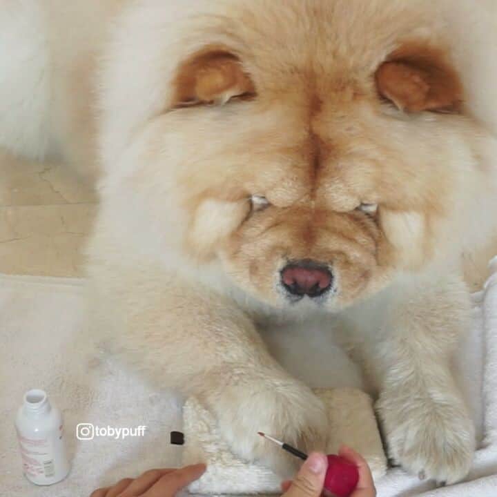 tobypuffのインスタグラム：「Which colour decisions decisions .. (btw this particular nail polish is non toxic because it's made of water 😂) . . . . #dog#chowchow#chowchows#chow#chien #dogs#petsofinstagram#chowchowlovers#doglover#dogtraining#dogtricks#disney#boredpanda#ruffpost#insta_animal#excellent_puppies#blackjaguarwhitetiger#buzzfeedanimals@seamusobrien#seamusobrien#chowchowlover#chowchowpuppy#狗#犬#개  @puppysketch #puppysketch @barkbox #barbox @puppystagrams #puppystagrams @animaladdicts #animaladdicts#animalsco @animals.co」