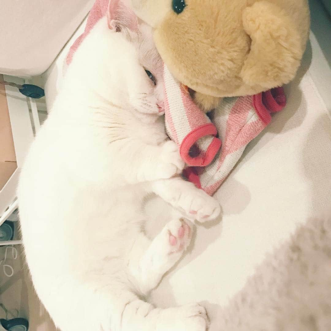 ダニョ（鈴木えみ）のインスタグラム：「寝てるようで...見てるにょ #danyo #danyocawaii #munchkin #whitecat #catstagram #catlovers」