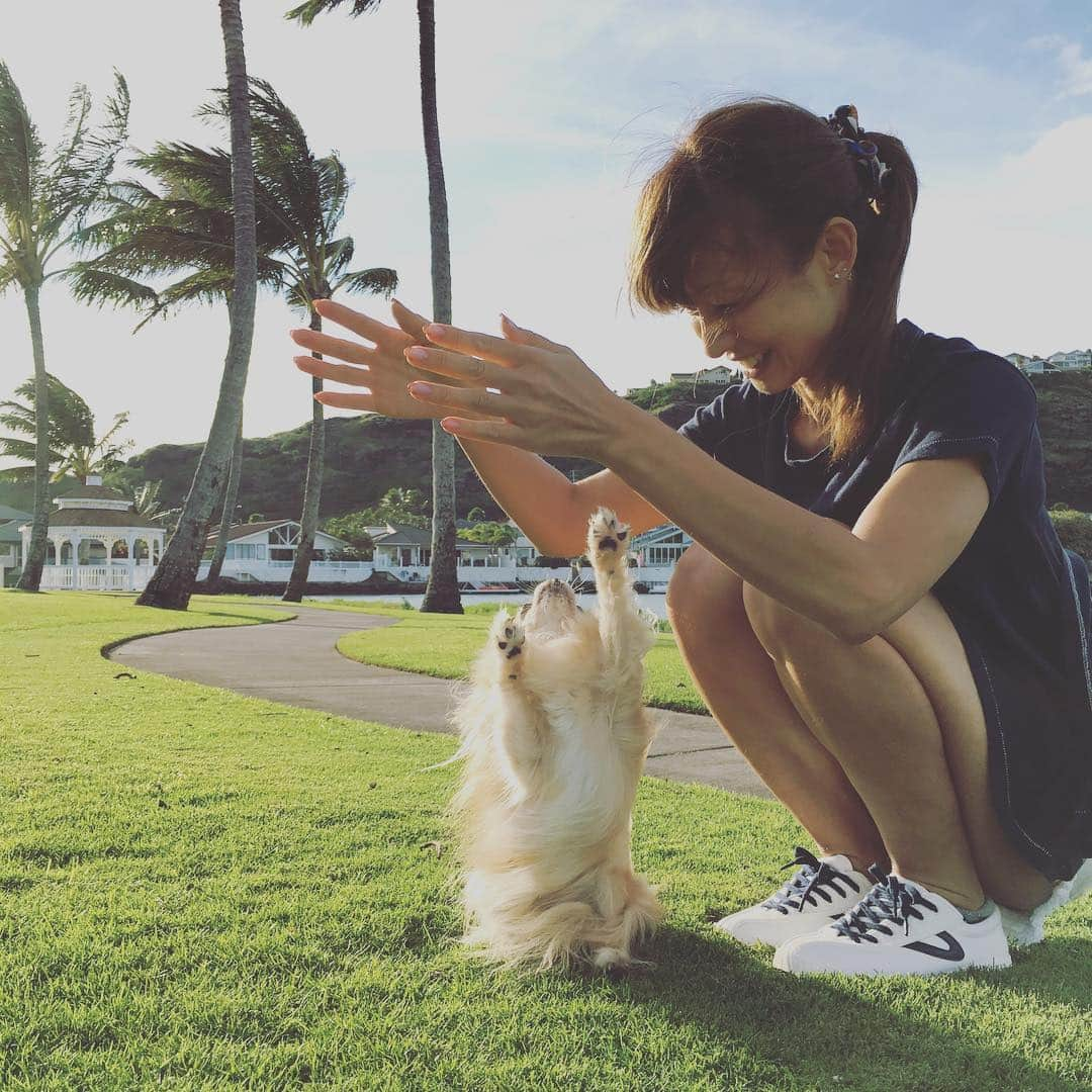 花田美恵子さんのインスタグラム写真 - (花田美恵子Instagram)「#hawaii #chihuahua #tretorn #sneaker #canvas #socute #aloha #mylove #クロちゃん」2月24日 13時09分 - hawaiimieko