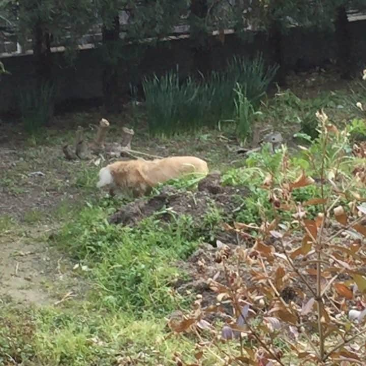 サラ・タミュラのインスタグラム