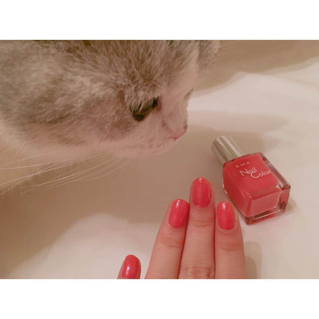 指原莉乃さんのインスタグラム写真 - (指原莉乃Instagram)「#RMK チェリーピンク。おすすめ。部屋の照明の関係でオレンジっぽく見えるのが残念ですが、、まじりっ気のないピンク！かわいい！春はこれ！」2月3日 0時13分 - 345insta