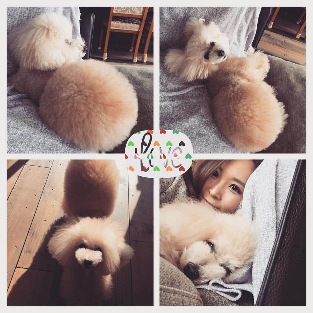 愛内里菜のインスタグラム：「キュートなおしり🍑 リボンちゃん♡ #ボンボンコピーヌ #プードルカット #プードルふわふわ」