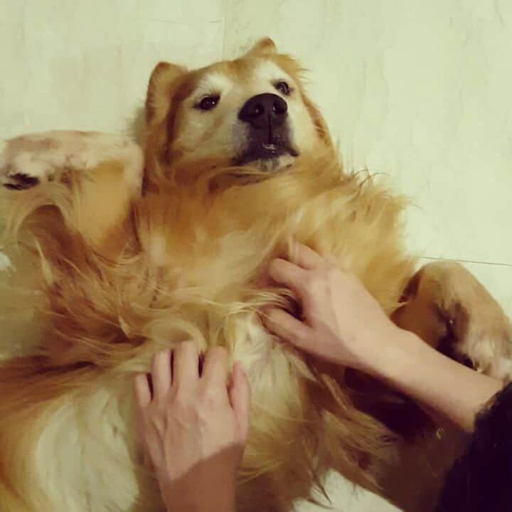 cosmothedogのインスタグラム：「Who doesn't like a good massage? #likeaboss」