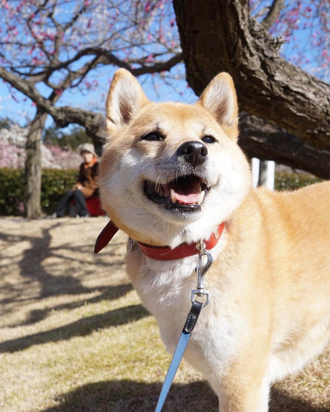 beis0816のインスタグラム：「いい香りだワン。 #梅満開 #鼻がひくひく #柴犬 #柴 #犬 #犬バカ部 #日本犬 #わんダフォ #shiba #shibainu #dog #dogstagram  #dogs  #shibastagram #shibainustagram #shibalife #instadog」