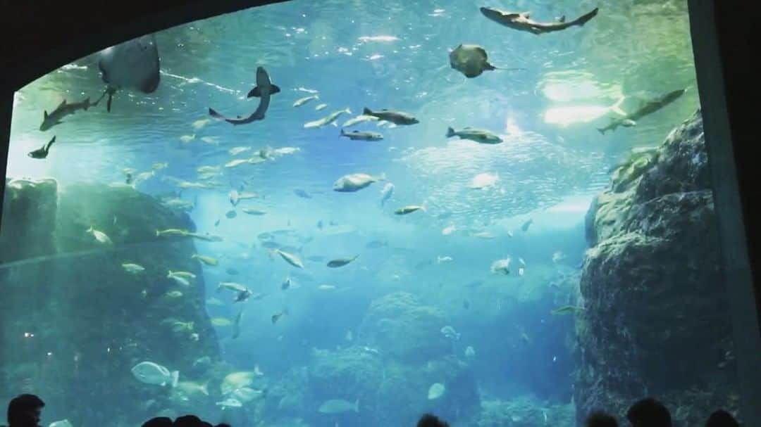 Zyonのインスタグラム