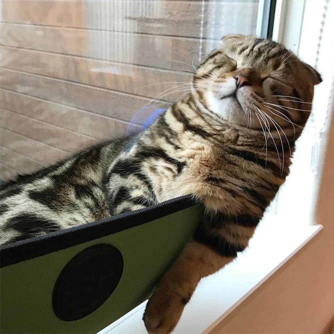 rina.のインスタグラム：「* * * teto💗 * とにかく眠い眠い眠い…💤笑 * Sleepy Sleepy Sleepy🐝✨ * #スタペグラム  #スタペ応募_変な寝相  #cat #cats #catstagram #catsofinstagram #catlover #cutecat #kawaii #munchkin #family #pet #猫 #ねこ #ペコねこ部 #まん丸ねこ部 #みんねこ #picneko #マンチカン #短足マンチカン #マンチカン部 #短足猫 #ふわもこ部 #広島にゃんこ #ねこと暮らす #にゃんすたぐらむ #マウントウィンドウベッド #どーしても眠い #笑」