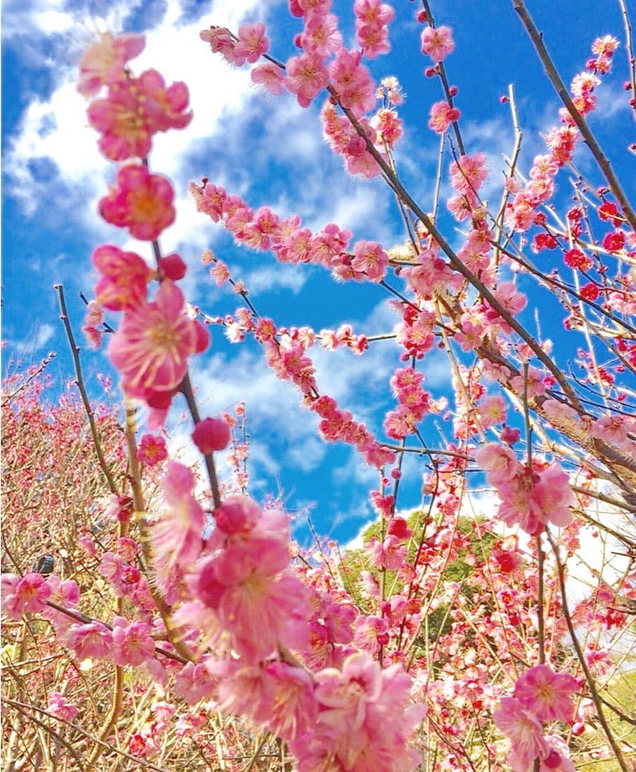 久慈暁子さんのインスタグラム写真 - (久慈暁子Instagram)「* 熱海の梅園に。 甘酸っぱい香りが漂う梅の花🌸 4日に立春を迎え、 暦の上では春🌸 * #熱海 #梅園  #写真ぼやけてる  #桜も咲いてた」2月5日 17時55分 - kuji_akiko