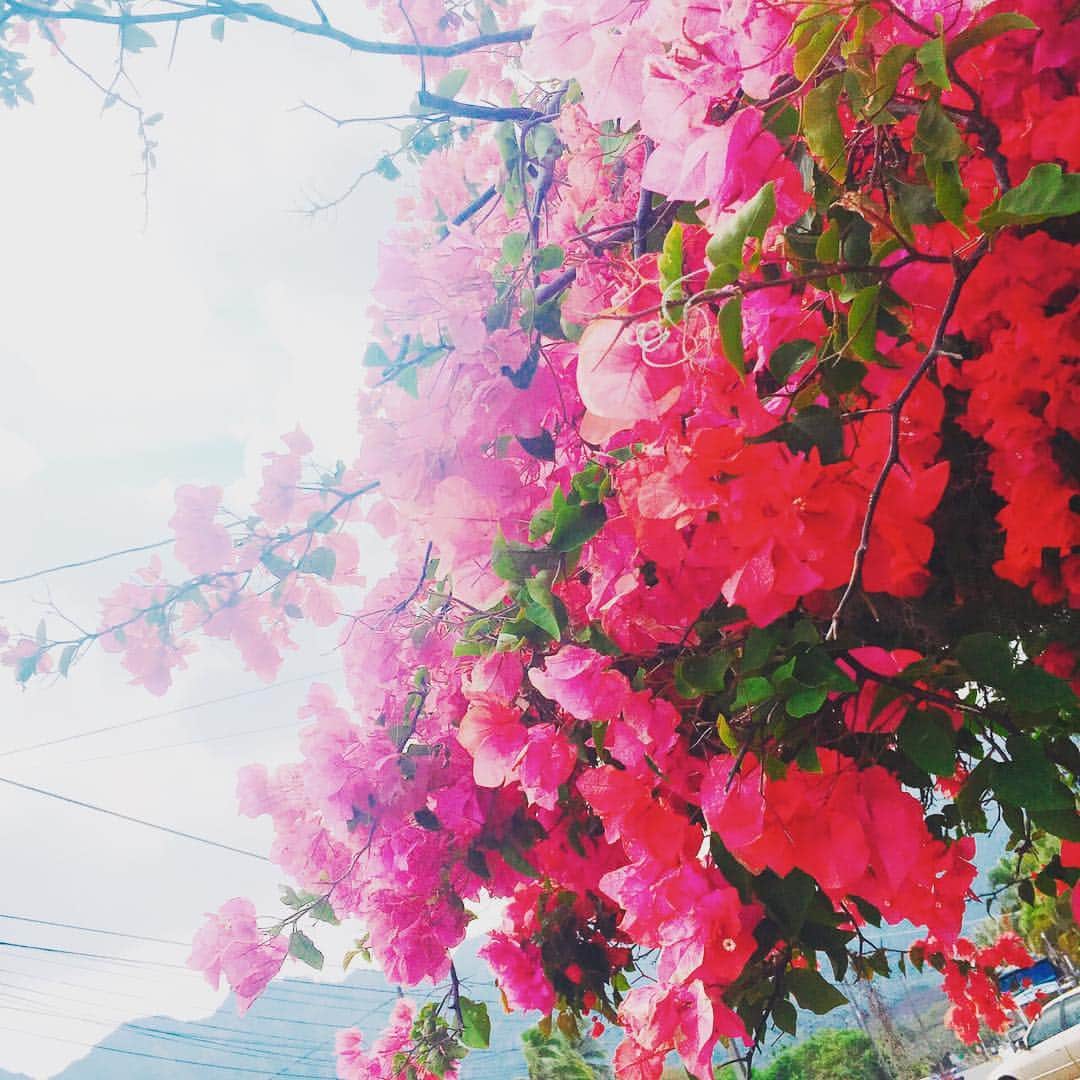 泉里香さんのインスタグラム写真 - (泉里香Instagram)「🌺 #hawaii#flower」2月5日 11時39分 - rika_izumi_
