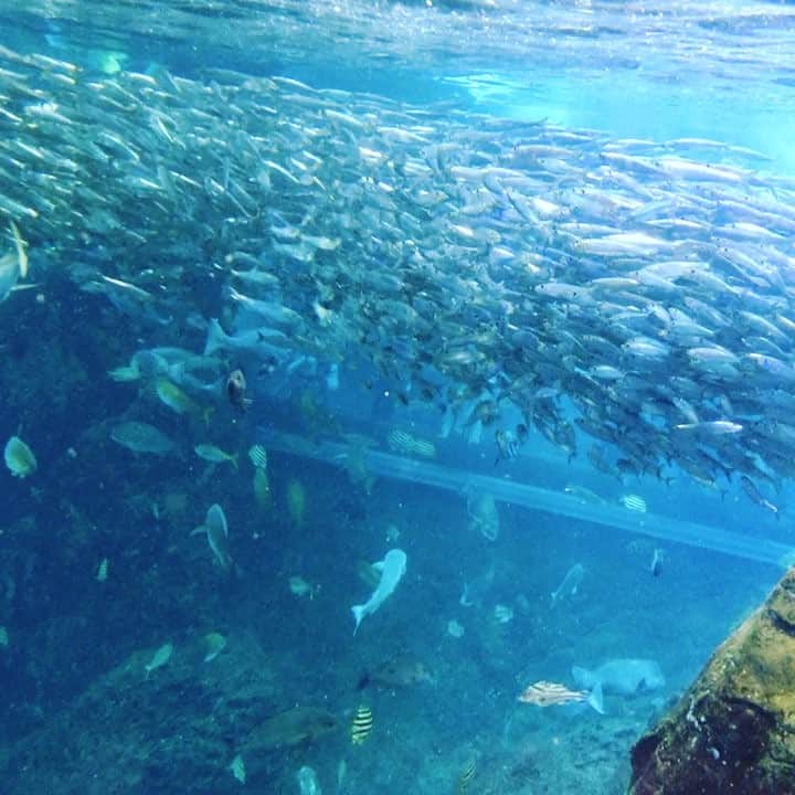 Zyonのインスタグラム：「🐠🦀🐟🦂🐳🦑🐋🐙🐊🐡🦈」