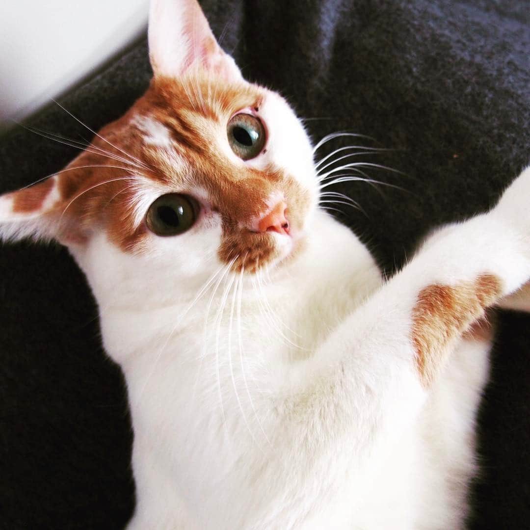 pekimukuのインスタグラム：「最近目やにがよくでているこま いちど病院でみてもらおう（´-`） #猫#ねこ#ネコスタグラム」