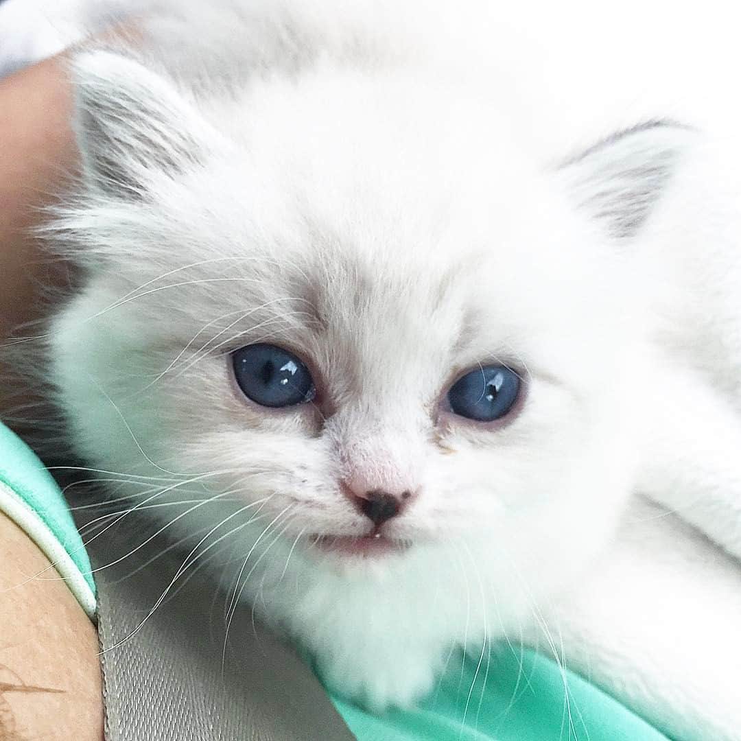 のインスタグラム：「🎉🎉🎉 HAPPY SECOND BIRTHDAY ATLAS 🎉🎉🎉 I will always remember seeing your sweet little face on the web and deciding it was worth the 8 hr drive to force you to become a part of our family. You are the cat I have always dreamed of! We love you so much despite the food begging, dog taunting and water bottle cap stealing.」