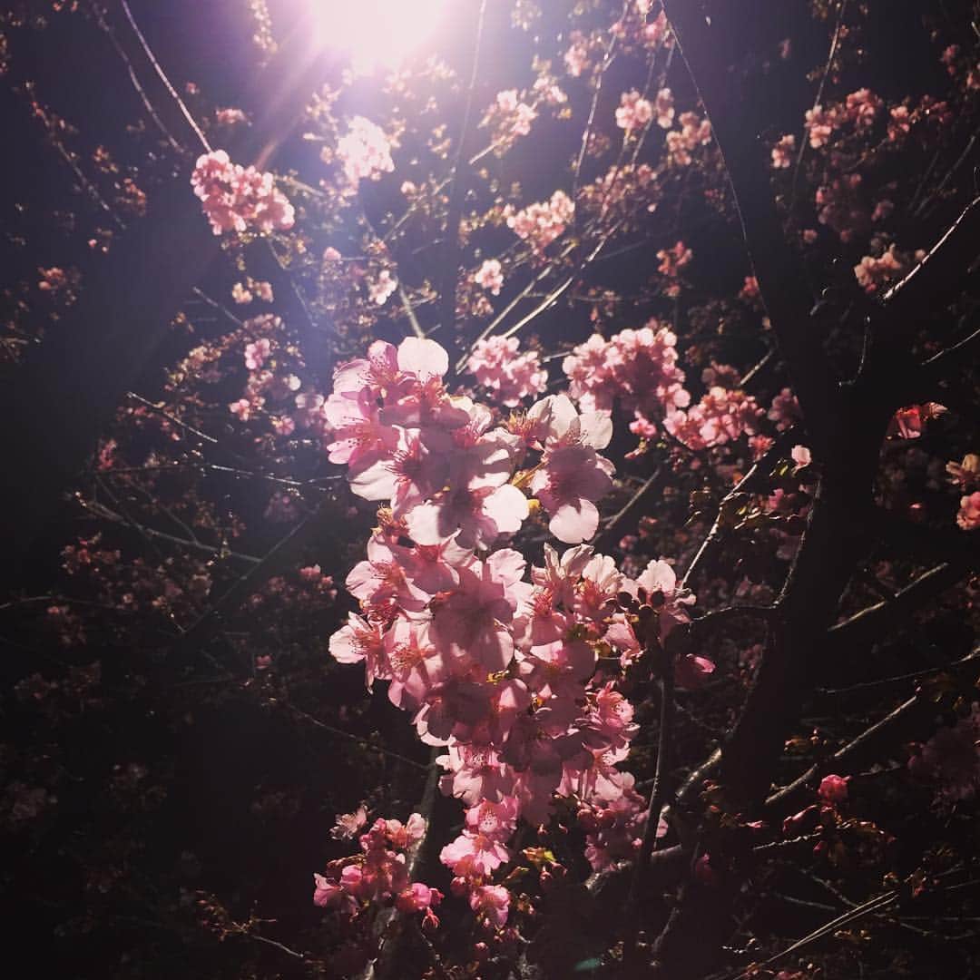 のインスタグラム：「ならちゃんと散歩してたら咲いてた。綺麗だね〜 #梅かな？ #梅なのかな？？」