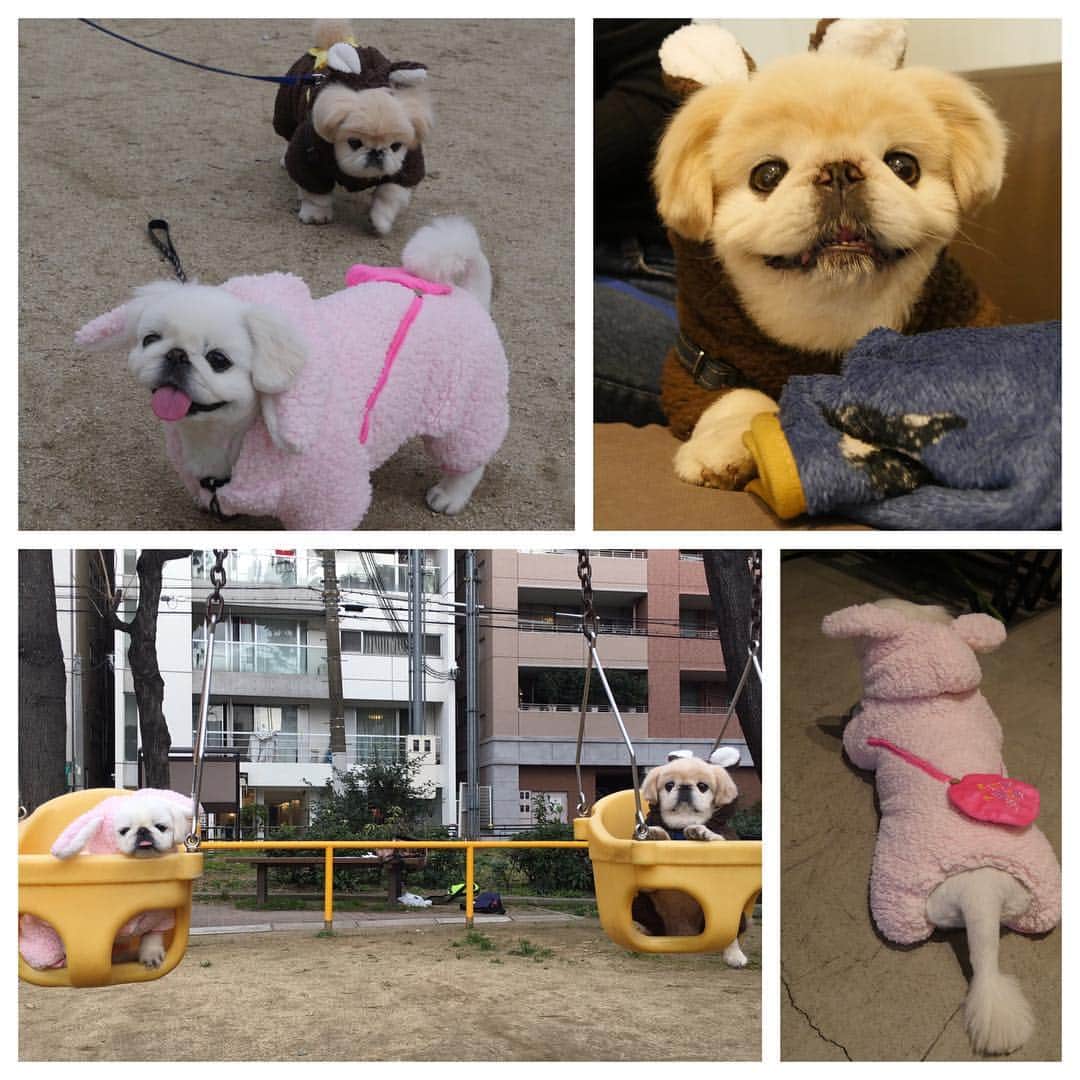 こなつさんのインスタグラム写真 - (こなつInstagram)「ほーやんとこなつのふわもこDAY🐻💓🐰💓 #こなつ#ほーやん#愛犬#癒し#ご近所#awesome#wonderful#instalike#instagram#park#puppy#nice」2月8日 22時05分 - nattsxx