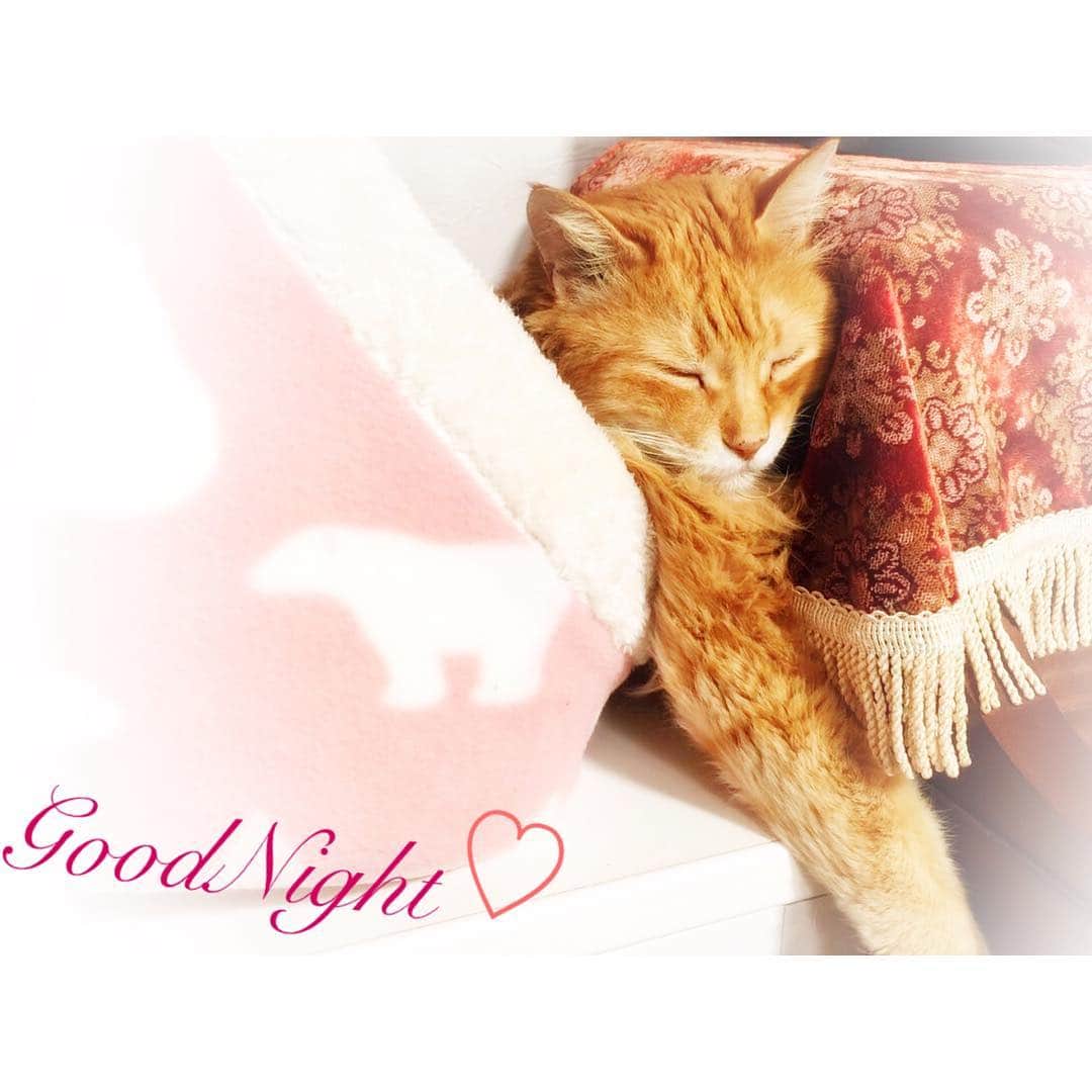 若尾綾香さんのインスタグラム写真 - (若尾綾香Instagram)「🐱💤 . . #cat#love#cute#goodnight#sleep#healing#relax#ねこ#猫#癒し#可愛すぎ#大好き#おやすみ#変な寝方」2月9日 3時23分 - ayaka_wakao