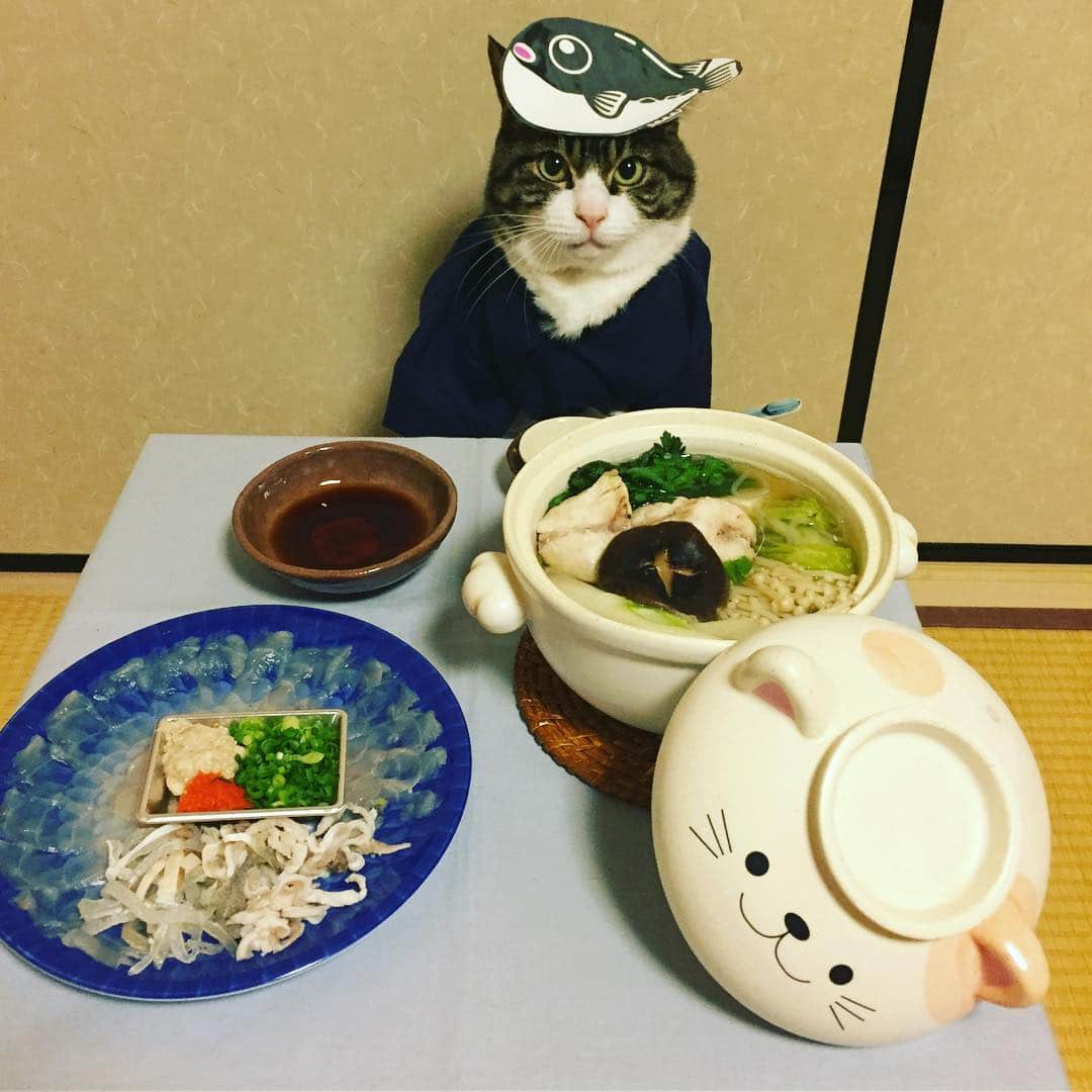 マロさんのインスタグラム写真 - (マロInstagram)「ふくの日🐡  February 9 is the day of Blowfish in Japan. #cat#cats#catstagram#catsofinstagram  #instacat_meows #instacat_models#😻 #picneko#sweetcat#sweetcatclub#ねこ#猫 #にゃんこ#みんねこ#みんなのねこ部#ネコ #ペコねこ部#ふくの日#blowfish#ふぐ #japanesefood#chef#板前#ふぐ刺し #ふぐちり鍋#mannishboys#zip写真部」2月9日 19時29分 - rinne172