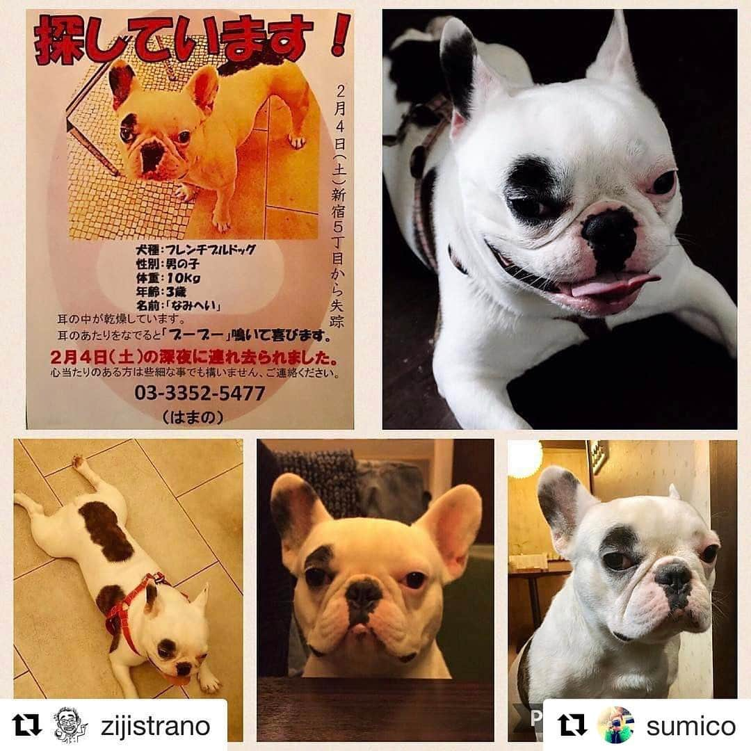 pekimukuさんのインスタグラム写真 - (pekimukuInstagram)「絶対にお家に帰れますように。 #Repost @sumico with @repostapp ・・・ はやく、彼をお家へかえしてください🙏🏻 #Repost @zijistrano with @repostapp ・・・ [拡散希望] Ziji Stranoの看板犬、「なみへい」が2月4日(土)の深夜に新宿5丁目辺りで連れ去られました。 心当たりがある方は些細な事でも構いませんのでご連絡ください！ よろしくお願い致します。 Tel 0333525477(はまの)  犬種:フレンチブルドック 性別:男の子 年齢:3歳 耳の中が乾燥しています。 耳の辺りを撫でると「ブーブー」鳴いて喜びます。  #フレンチブルドッグ #看板犬 #連れ去り #事件 #新宿五丁目 #迷子犬 #ZijiStrano」2月9日 20時15分 - pekimuku