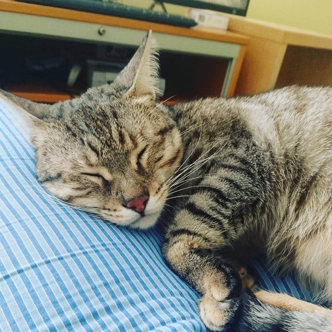 タイタンのインスタグラム：「Lazy days with little Titan 😻  #cat #catsofworld #catstagram #catsofinsta #catsruleeverythingaroundme #cats🐱 #catsofig #kittycat #kittys #kitty😻 #meow🐱 #meow😻 #meow🐾 #meow #neko #feline #titanthemiraclekitten #titan」