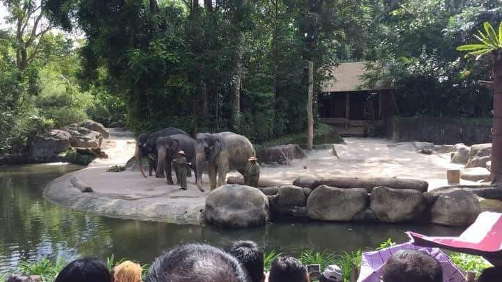 サラ・タミュラのインスタグラム：「像のショウ🐘🐘🐘 #singapore #sarahlog #sarahtrip #singaporezoo #elefant #elefantshow」