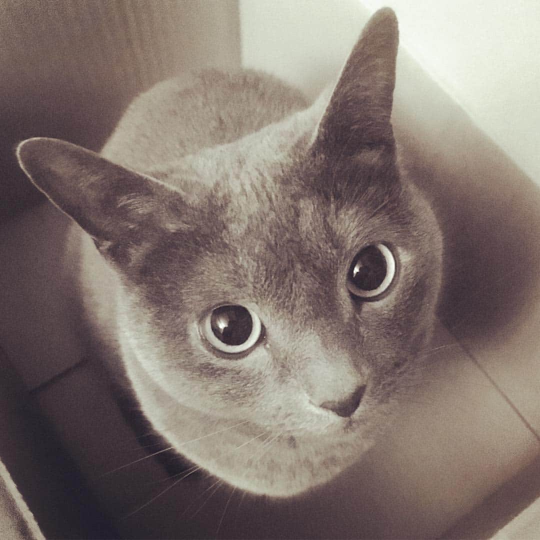 のインスタグラム：「お久しぶりです😊#cat #russianblue #neko #catsofinstagram #catstagram #猫 #ネコ #ねこ #ロシアンブルー#グレ猫倶楽部」