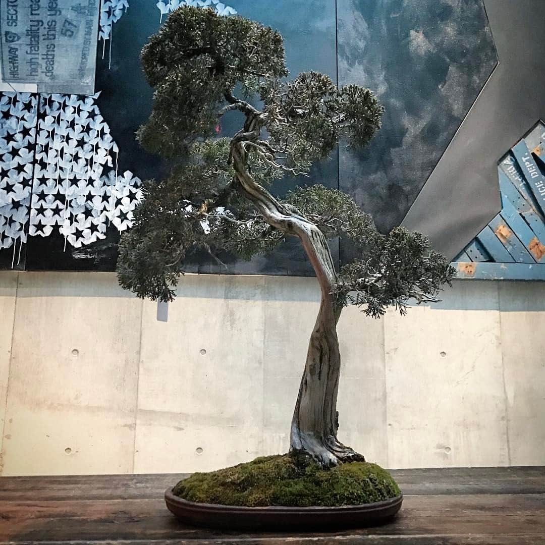 滝沢伸介さんのインスタグラム写真 - (滝沢伸介Instagram)「Amazing Bonsai, Thank you! @ithk  #bonsai #japantradition」2月11日 11時55分 - sin_takizawa