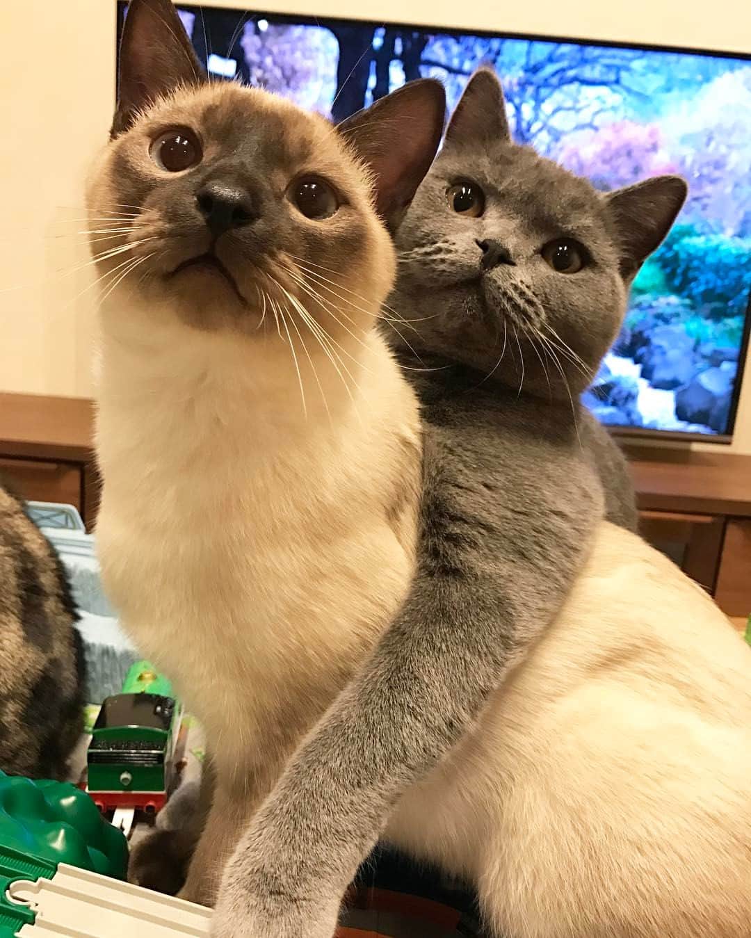 rina.のインスタグラム：「* * * pino & ginji * 👯‍♂️相棒👯‍♂️💗 * * #スタペ応募_STP47  #cat #cats #catstagram #catsofinstagram #catlover #kawaii #britishshorthair #siamesemix #family #pet #ねこ #猫 #まん丸ねこ部 #ペコねこ部 #みんねこ #picneko #ブリティッシュショートヘア #ブリ商会 #シャムミックス #シャム猫風 #広島にゃんこ #ねこと暮らす #相棒 #仲良しこよし #男の子同士 #pecoねこの日おめでとう #スタペグラム」