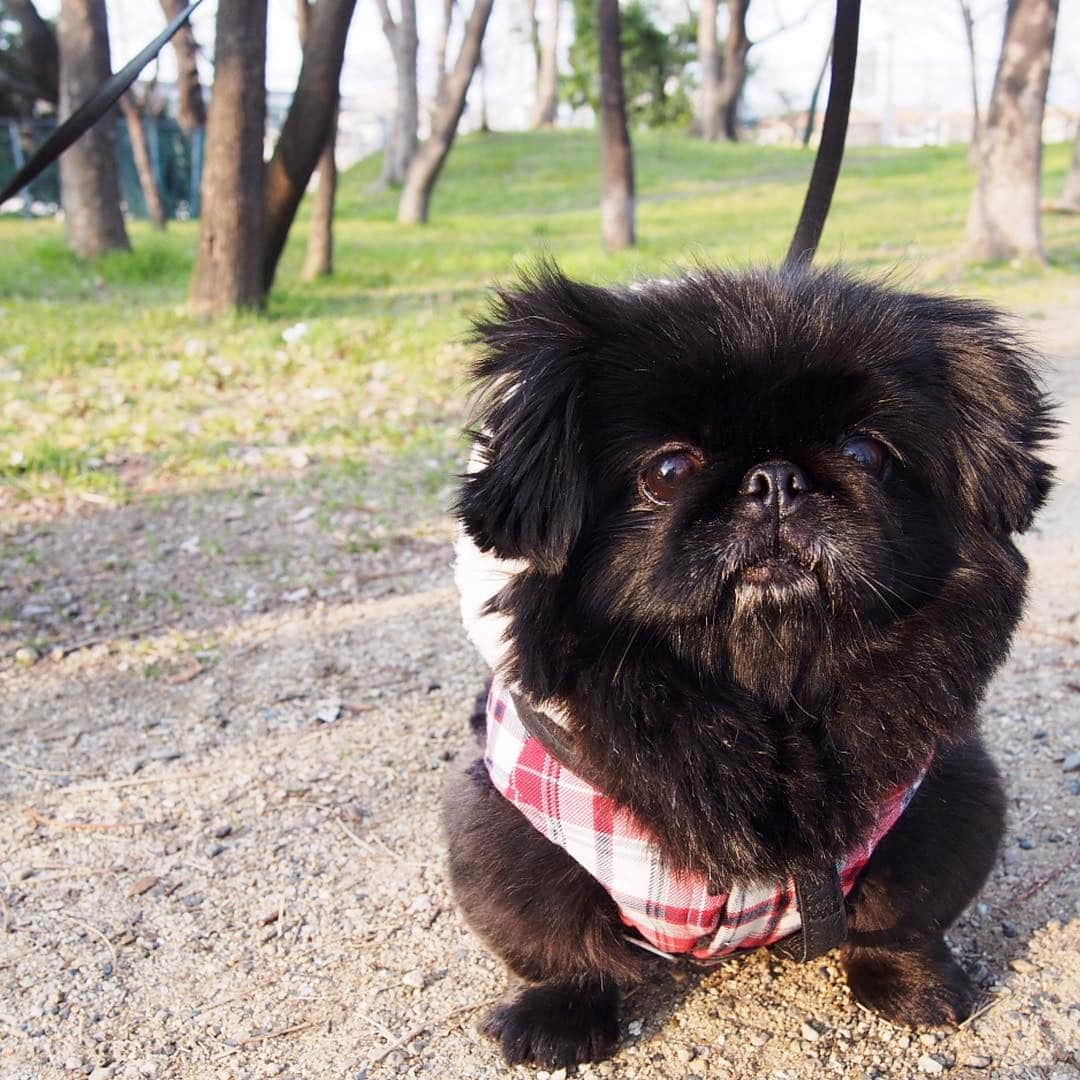 pekimukuのインスタグラム：「胸毛ボウボウ、勇ましい顔したウランです (・Д・) #ペキニーズ#pekingese #ペキスタグラム」