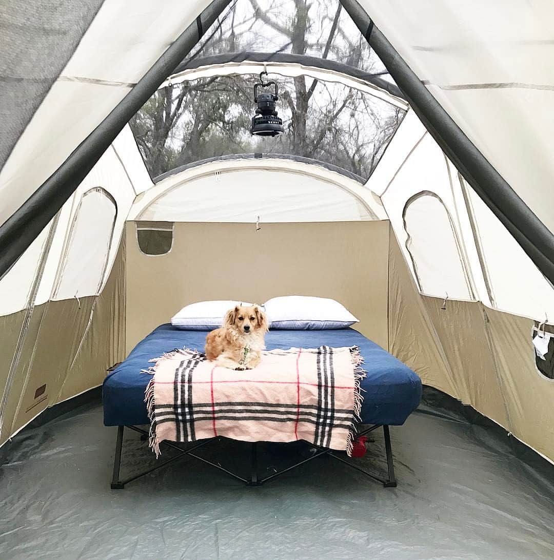 のインスタグラム：「Me sat in the fire on the first night. Me tail furs are a little toasted, but mom was so scared. Hope she takes me again 🙈🔥🙈🔥」