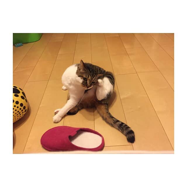 のインスタグラム：「おかか♡  #猫なのに犬みたいで可愛い #シャーって言わない #めっちゃ良い子 #ふわふわ」