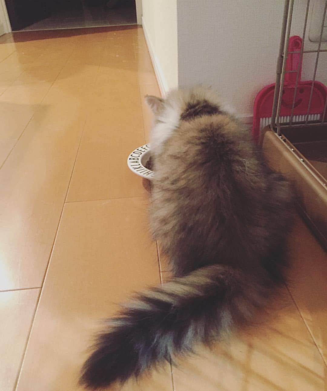 のインスタグラム：「こんにちわんー 自己紹介をし忘れていたけど、ぼくはうまれて3ヶ月くらいのおとこのこ♂です。 スコティッシュフォールドなんだけどなぜか耳が立ってるんだ。 後ろ姿がたぬきみたいだからってみわこちゃんがいんすたのアカウント名をぽんずたぬきなんて名前にしたんだ😾 ぼくはねこだー！  #ぽんずごと」