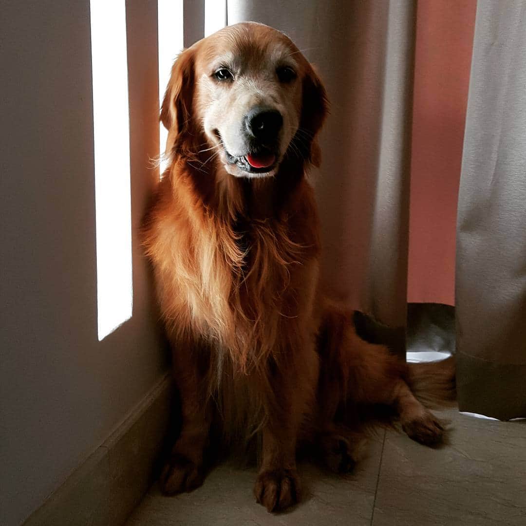 cosmothedogのインスタグラム：「Waiting for my Valentine's date ❤」