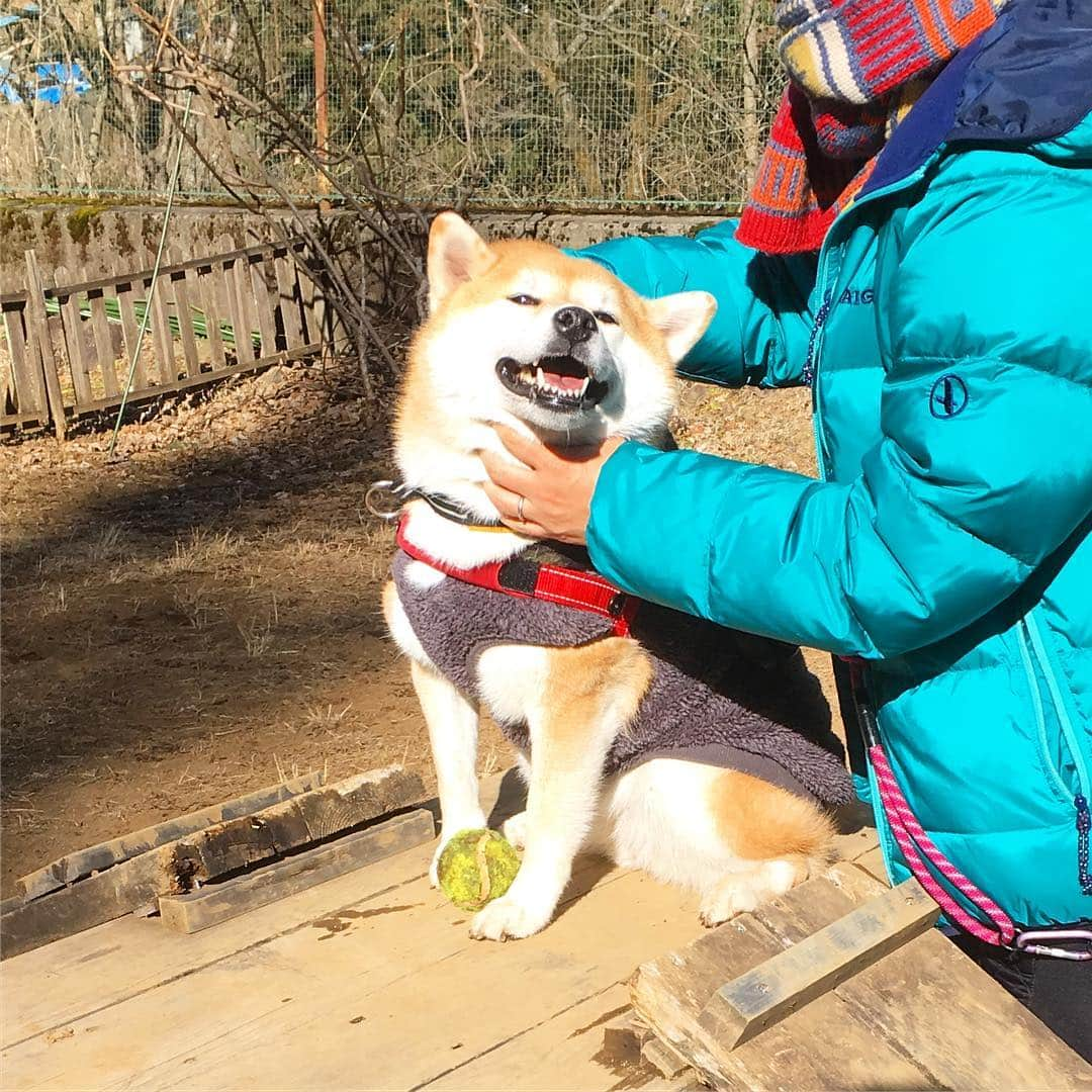 てんパパさんのインスタグラム写真 - (てんパパInstagram)「払沢の滝入口の駐車場から階段を降りたところにある無人のドッグラン。 料金は200円。大きなポストの貯金箱に自主的に入れます。 アジリティに乗って、てんママにモフモフされてご満悦〜。 #ドッグラン #ママとてん #モフてんこ」2月14日 20時40分 - tenchan.shiba