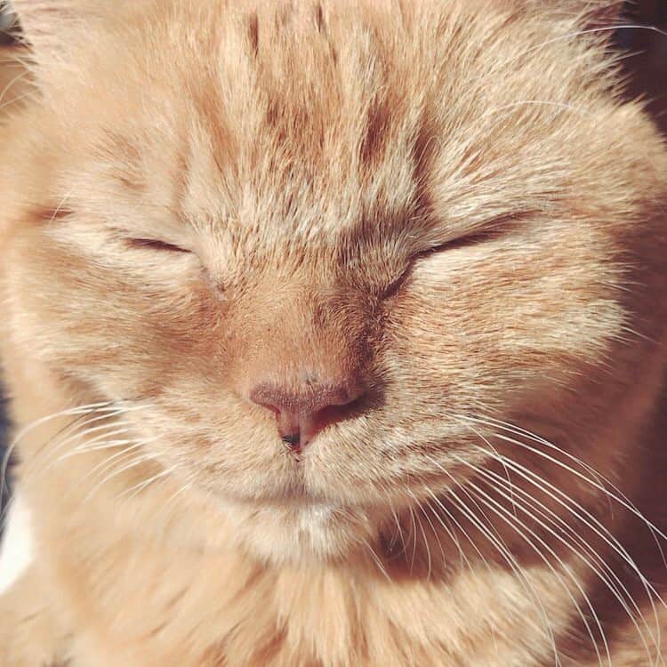 松島花さんのインスタグラム写真 - (松島花Instagram)「: 日向ぼっこ☀️☀️☀️ 気持ちよさそ〜😽🐾 #梅ちゃん #猫 #かわいい #cat #sunnyday」2月15日 12時59分 - hana_matsushima_official