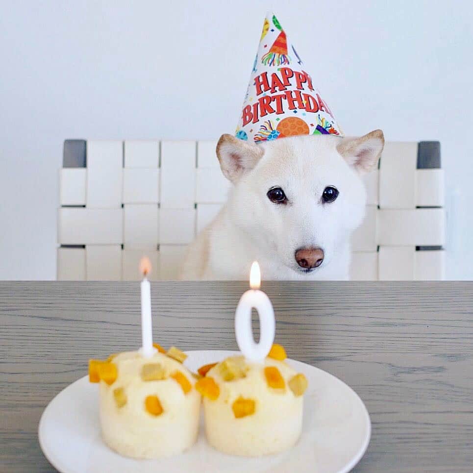 さくぽて（高垣麗子）のインスタグラム：「さくらの10歳のお誕生日🎂 おめでとー✨ #sakupote #さくぽて #さくら #ぽてこ #sakura #poteko #柴犬 #しばいぬ #shiba #inu #shibainu #犬 #dog #豆柴 #love #happy #cute」