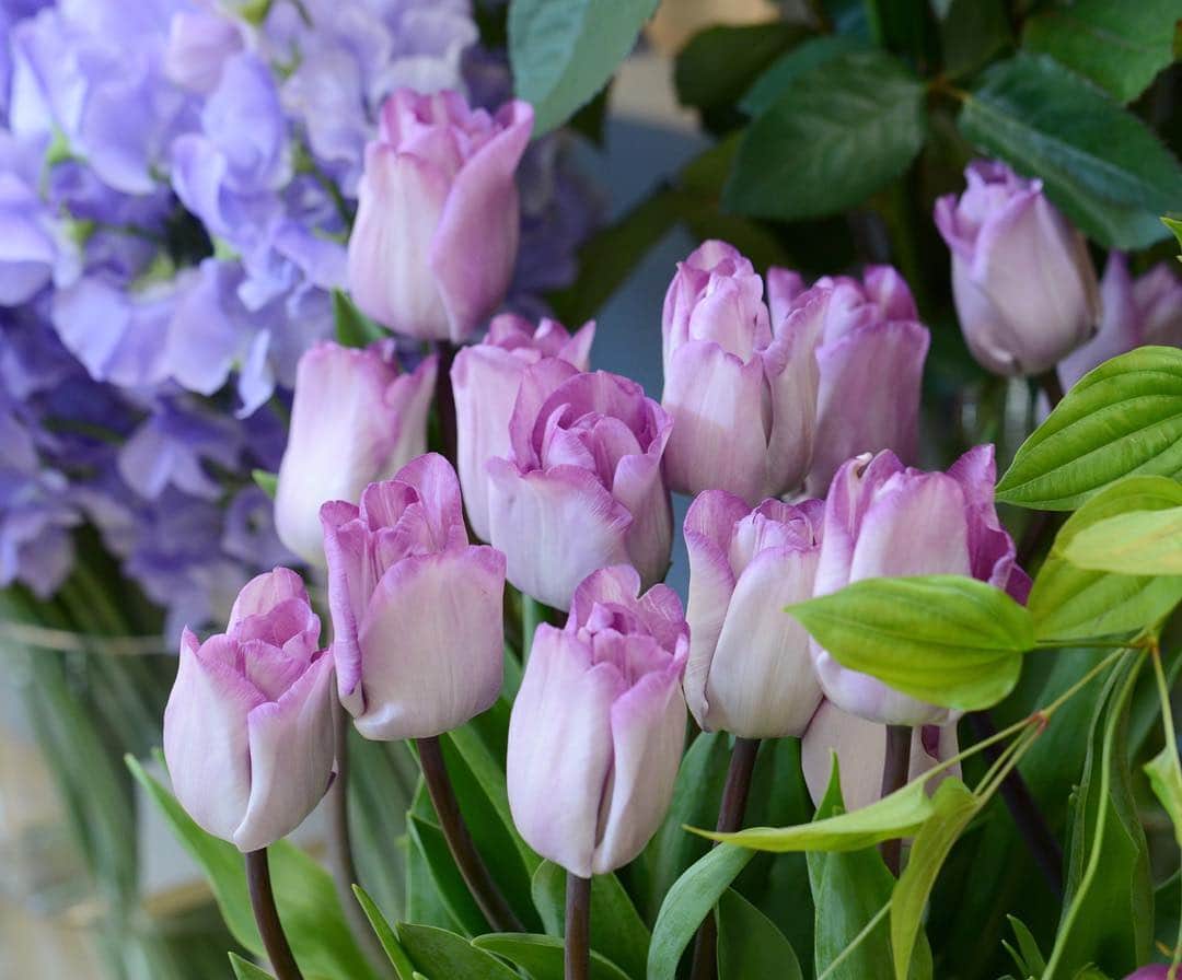 AOYAMA_HANAMOさんのインスタグラム写真 - (AOYAMA_HANAMOInstagram)「淡いパープルのチューリップ、「グレイ」。上品な美しさです。 - - - #flower #flowers #flowershop #florist  #webstagram #flowerstagram #flowerlife #beautiful #instagood #instalike #followme #tokyo #aoyama #omotesando  #花 #花屋 #フラワー #マクロ萌え部 #ザ花部 #花のある暮らし #花のある生活 #花育 #東京 #青山 #表参道 #tulips #チューリップ」2月16日 14時14分 - aoyama_hanamo