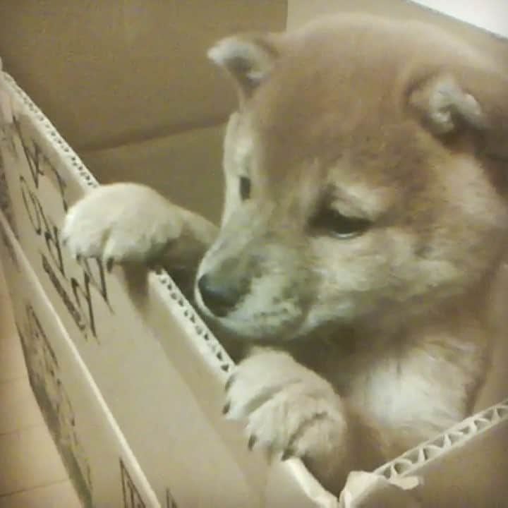 マロたんのインスタグラム：「ここから出せこんにゃろー #パピマロ #柴犬 #shiba #shibainu #ilovemydog #weeklyfluff #cute #love #kawaii」