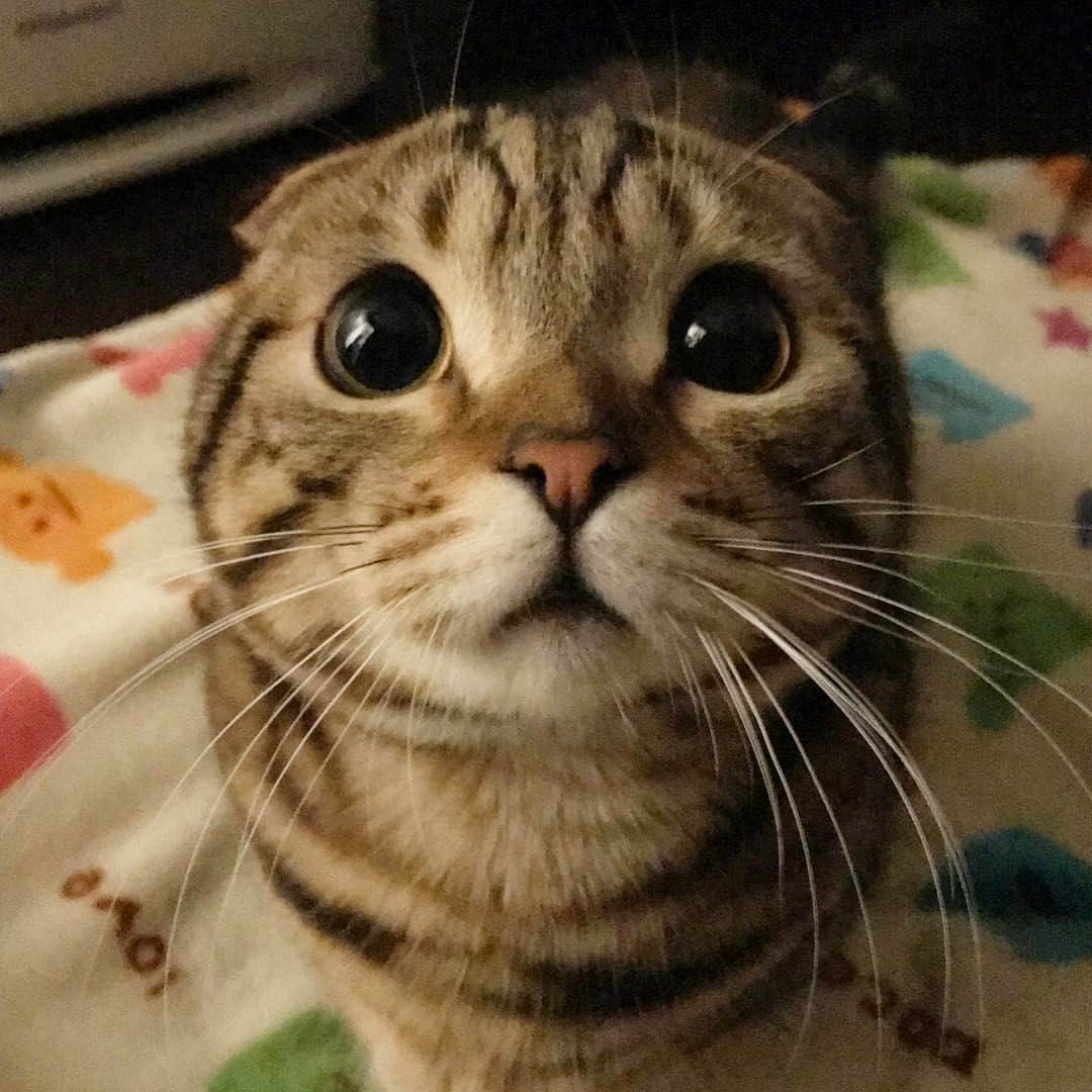 rina.のインスタグラム：「* * * teto💗 * 黒眼MAX〜‼︎👀✨ * * #スタペグラム  #スタペ応募_目ヂカラ  #cat #cats #catlover #catstagram #catsofinstagram #kittycat #adorable #munchkin #family #cutecat #猫 #ねこ #ペコねこ部 #まん丸ねこ部 #まんまるおめめ #みんねこ #picneko #マンチカン #マンチカン部 #短足マンチカン #短足猫 #ねこと暮らす #広島にゃんこ #童顔猫 #まんまるちゃん」