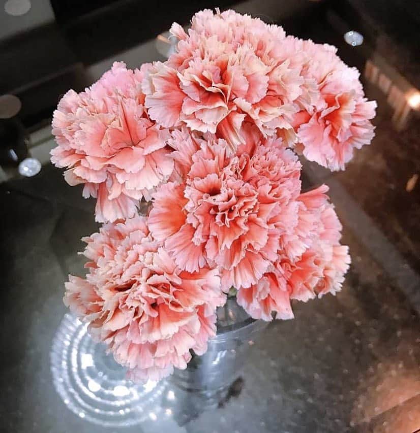 成海まりのインスタグラム：「このお花、薄いピンクとホワイトがあまりに可愛くて一目惚れしたのですが、なんと、3週間以上もっています！！(ﾟoﾟ;; 生花を飾るのが好きで、いろいろなお花をおうちで飾ったり生けてますが、大体1〜2週間前後なイメージ。こんなにもったのは初めてだなぁ💕  #valentineday #valentine #valentinecolor #fashionlover #flower #flowerlove #instapink #carnetion  #luxury #fashion #love #バレンタイン #バレンタインカラー #ピンク #カーネーション #マイルーム #花のある生活 #花のある暮らし #花 #日比谷花壇 #花好き」