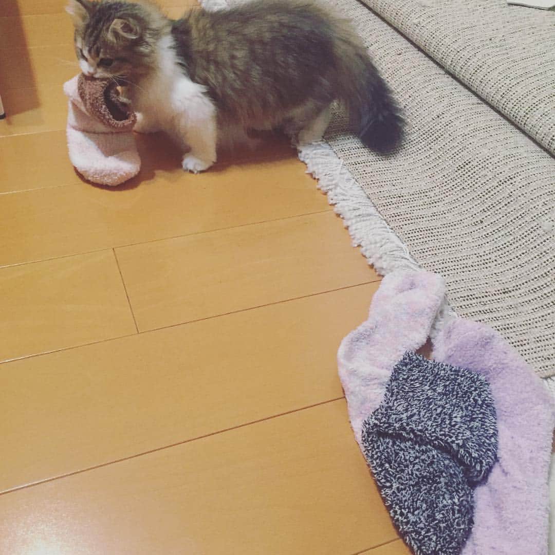 ぽんずのインスタグラム：「靴下泥棒 なぜかモコモコ靴下を集めている...」