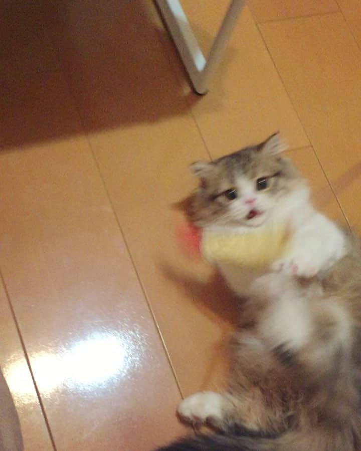 ぽんずのインスタグラム：「えびふりゃー楽しいいいにゃーーー🍤」