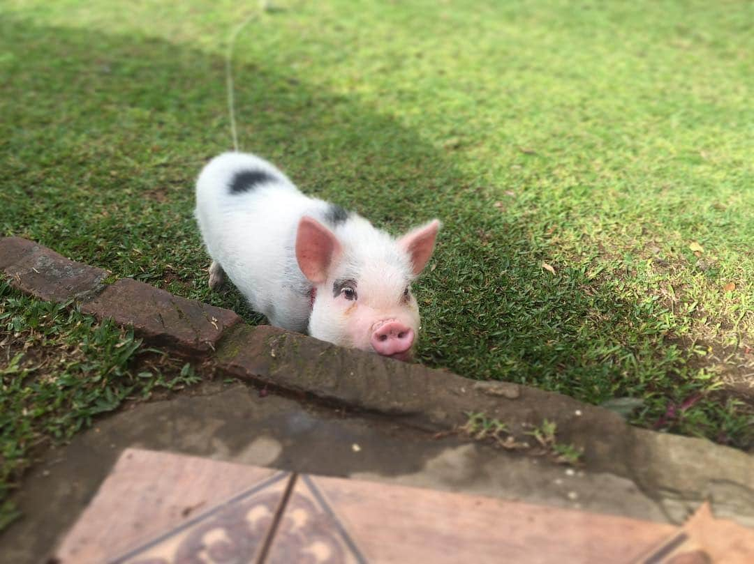 Barbie The Pigのインスタグラム：「- oinc oinc ❤️ #Barbie #Pig #porco #micropig #barbiethepig #love #amor #vida #life #me #seduction」