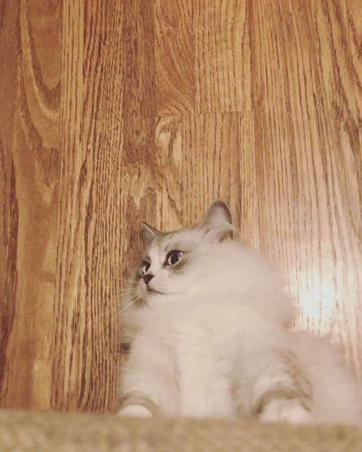 のインスタグラム：「Me got trapped under the couch... thank you mommy for rescues!」