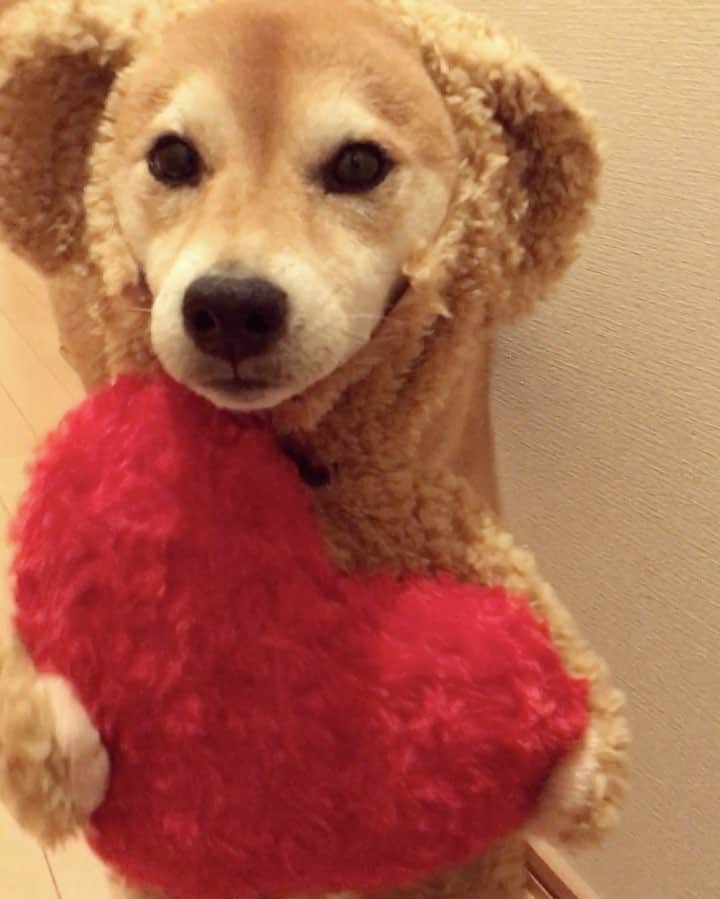 マロたんのインスタグラム：「This is heavy❤️ 愛って重い #柴犬 #shiba #shibainu #weeklyfluff #ilovemydog #cute #love #kawaii」