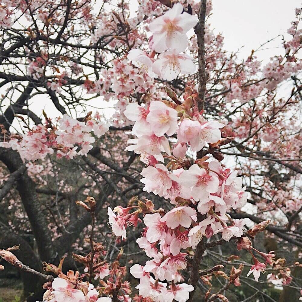 ウィ・ソンヒさんのインスタグラム写真 - (ウィ・ソンヒInstagram)「벚꽃이 피다니 #성희는여행중 #성희in도쿄」2月18日 17時52分 - _seong_hee