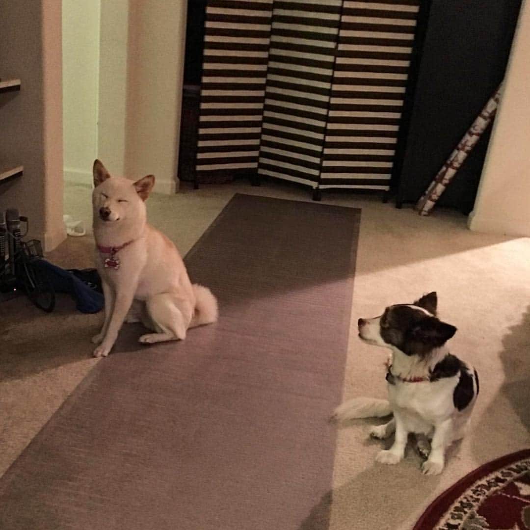 Tofu The Shibaのインスタグラム：「Yassss. It was my birthday. ⭐️🎉🎊🎈」